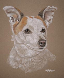 jack russell portrait - Tiny