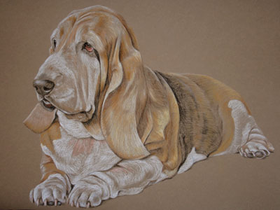 pastel portrait of basset hound coco