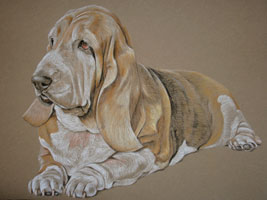 basset hound portrait - Cocoa