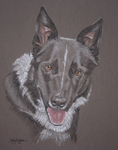 pastel portrait of Skye. border collie