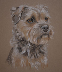 border terrier portrait - archie