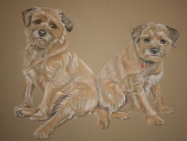 full body pastel portrait of two border terriers
