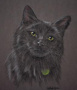 Black Cat Portrait - Boris
