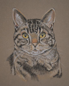 tabby cat portrait - charlie