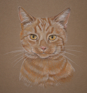 Ginger tom cat - Joseph's Portrait