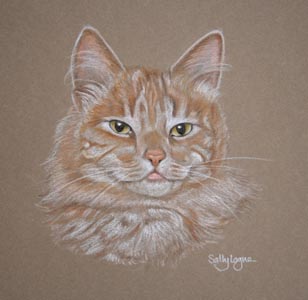 fluffy cat portrait of Malibu