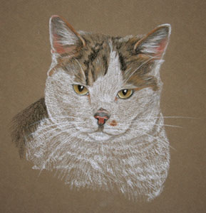tabby and white cat portrait - Melissa