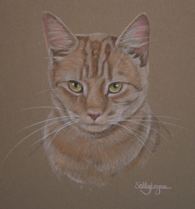cat portrait - ginger cat Monty