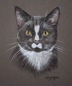 Black and white cat portrait - Morse