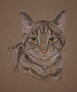 Oscar - Tabby Cat Portrait
