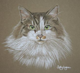 Peanuts -  long haired tabby and white cat portrait