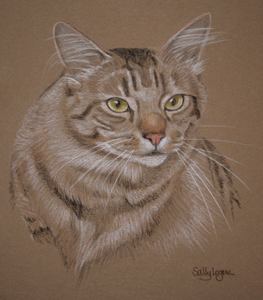 tabby cat Pepper's portrait