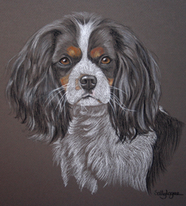 pastel portrait of tri- colour cavalier king charles spaniel, Monty