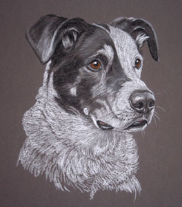 collie foxhound cross - Ben's portrait