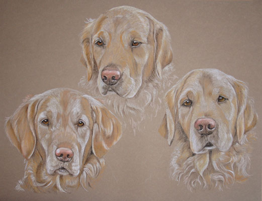 portrait of 3 golden retrievers - Holly Cora and Frodo 