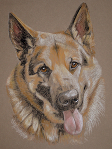 portrait of german shepherd ben