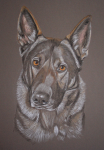 german shepherd dog portrait - Echo