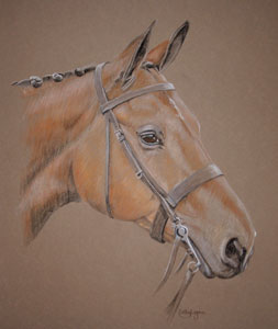 Horse Portrait - Paddy