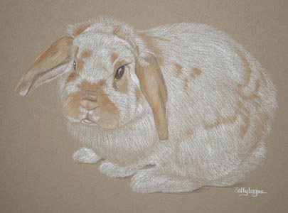 white and tan rabbit portrait - Fudge