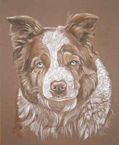 Pastel Portrait of red and white border collie - Chips