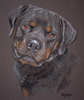 rottweiler portrait - Chelsie