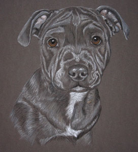 Staffie pup portrait of Bullit, blue brindle