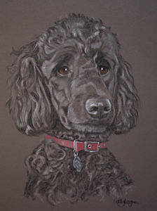 Standard Poodle Portrait - Milo