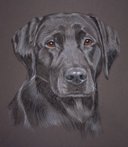 black Labrador Harry's portrait