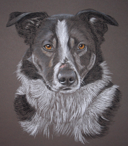 Bert - Border Collie Portrait