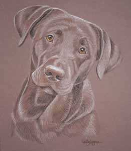 Chocolate Labrador portrait - Coco 