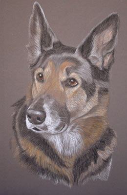 german shepherd dog portrait - Shadow