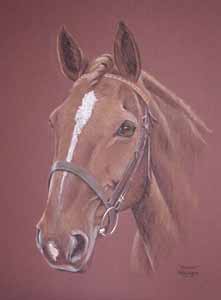 horse portrait - pastel drawing of Joseph