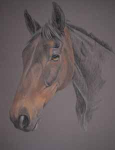Thoroughbred Horse portrait - Robbie