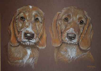  portrait of miniature poodle  x basset hound pups, Ruby and Rascal