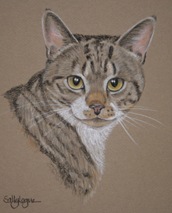 tabby cat portrait - Jaxon
