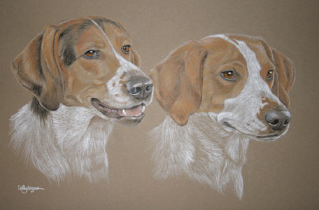 Pastel Portrait of Champion Trail Hounds - Belle and Minnie 
