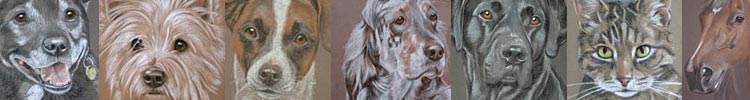 Pet Portraits by Sally Logue - dogs cats and horses 