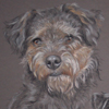 lakeland terrier portrait