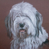 old english sheepdog portrait