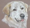 pyrenean mountain dog portrait
