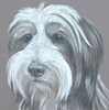 bearded collie portrait