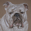 english bulldog portrait