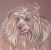 norfolk terrier portrait