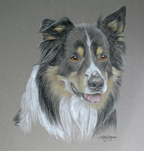portrait of Tye - tri colour border collie