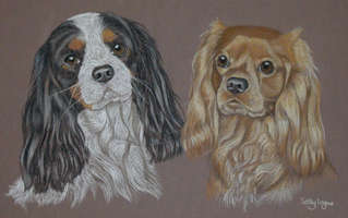 tri-colour and ruby cavalier king charles spaniels