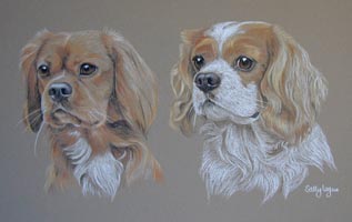 ruby and ruby & white cavalier king charles spaniels