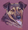 German Shepherd Cross - Pax