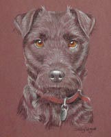patterdale terrier portrait - Tonto