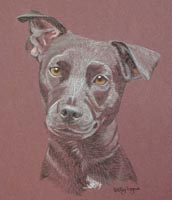 patterdale terrier portrait - Chip
