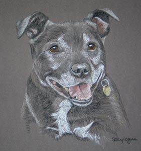 staffordshire terrier portrait - Tyson
